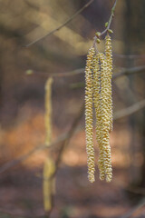 Hazelnut branch in spring