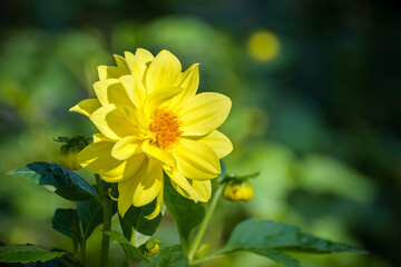 Yellow dahlia flower
