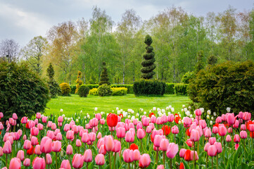 Tulips in the park