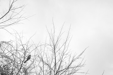 鳥と枯れ木のシルエット　silhouette of grass