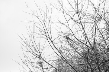 Fototapeta na wymiar 枯れ枝と鳥　bird on a branch