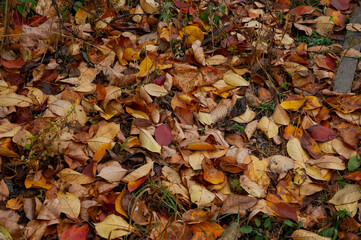 brown and red autumn leaves on the ground