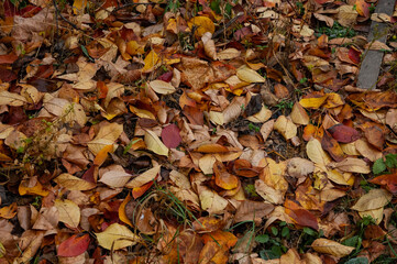 brown and red autumn leaves on the ground