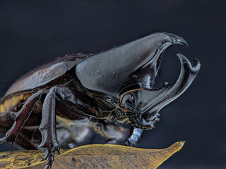 Black Rhoceros Beetle on dark background