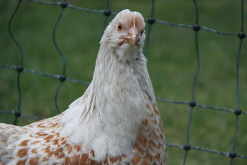 Lustiges Huhn guckt in die Kamera