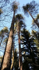 Fototapeta premium pine trees