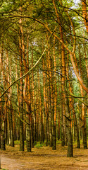 Fototapeta premium a pine forest in Volyn region, Ukraine