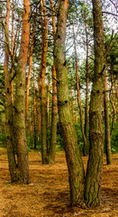 Obraz premium a pine forest in Volyn region, Ukraine