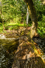 a fallen willow in the water on the lake