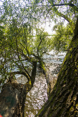 a fallen willow in the water on the lake