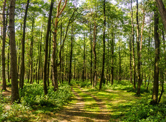 a pine forest in Volyn region, Ukraine