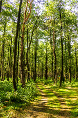 Fototapeta na wymiar a pine forest in Volyn region, Ukraine