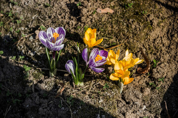 Obraz premium a blossoming crocuses at nature