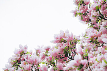 Blooming magnolia side .Blooming magnolia or decorative Japanese cherry tree with pink flowers in the garden, nature background.