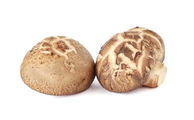 Shiitake mushroom isolated on White background