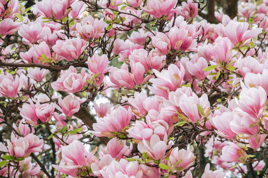 Blooming magnolia or decorative Japanese cherry tree with pink flowers in the garden, nature background. Background with blooming magnolias.