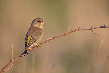 Obraz premium The European greenfinch or simply the greenfinch (Chloris chloris)