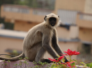 monkey baby sitting on a ceiling wall and eating fruit 