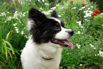 Cute black and white dog in profile close-up on a background of grass and flowers