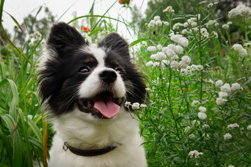 Cute black and white dog with tongue sticking out close-up on a background of grass and flowers