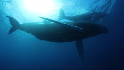 Humpback whales underwater of Pacific Ocean. Giant animal Megaptera Novaeangliae in Tonga Polynesia. Concept of family idyll of whales giant sea animals and underwater megafauna.