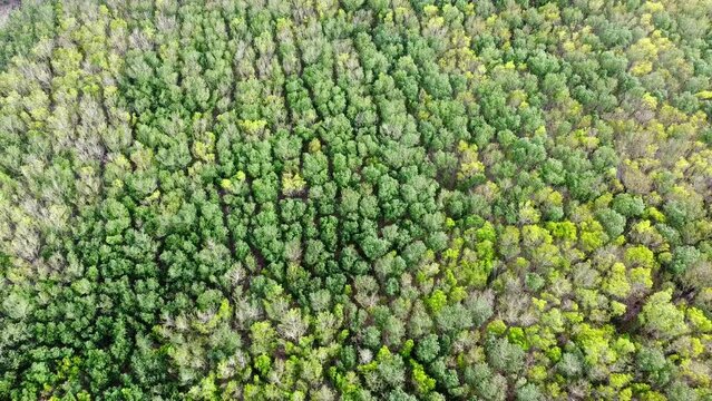 Aerial picture of rubber plantation area in Thailand. many rubber trees