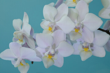 Fototapeta na wymiar orchid on blue background
