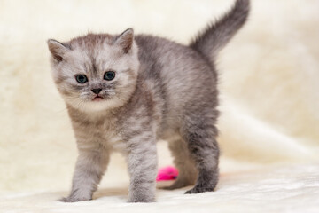 Scared kitten smoky color British breed is on four legs arching his back.
