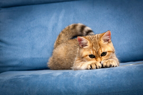 A funny British kitten is playing with its front paws with claws in front of it on a blue sofa.