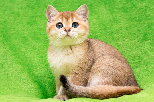 A golden British kitten sits close-up on a green background.