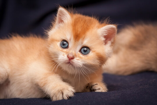 A small red kitten lies in front of the camera on a dark blue background in close-up.