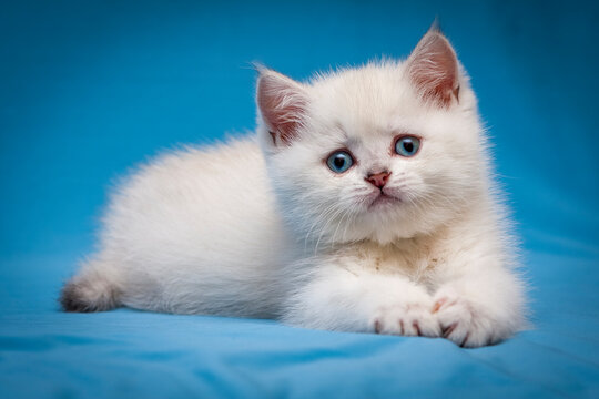 A small white kitten with blue eyes lies on a blue background and looks at the camera.