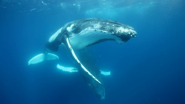 Humpback whales underwater of Pacific Ocean. Giant animal Megaptera Novaeangliae in Tonga Polynesia. Concept of family idyll of whales giant sea animals and underwater megafauna.