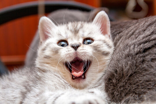 Kitten yawns, funny British kitten yawns widely in front of the camera close-up.