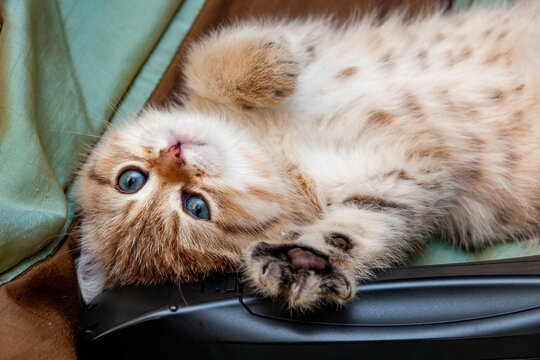 Funny kitten is lying belly up with its front paw forward.