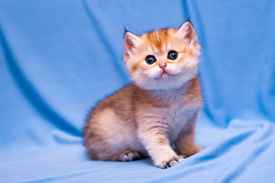 Gorgeous little British kitten Golden color with big round eyes and fluffy head.