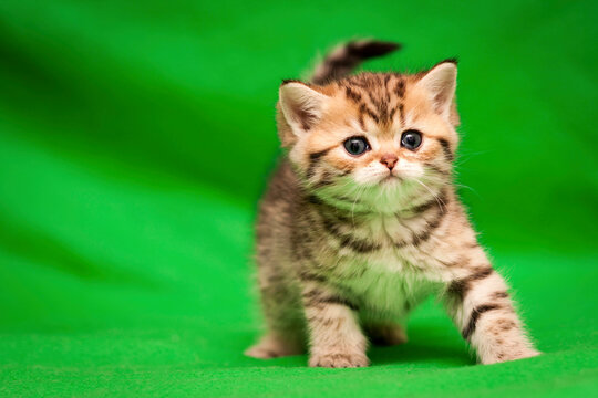Tabby spotted kitten of golden color looks at the camera on a green background.