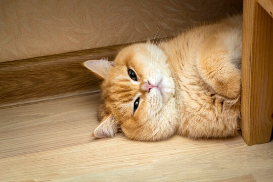 The ginger cat is resting on the floor lying upside down and looking at the camera.