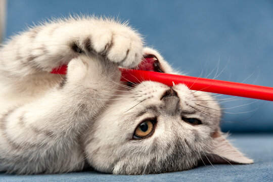 The kitten is gnawing a stick lying in front of the camera close-up.