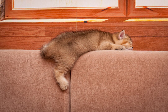 The kitten is sleeping sweetly on the sofa with its hind paw hanging down, side view.