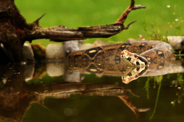 The boa constrictor (Boa constrictor), also called the red-tailed boa or the common boa, hunting the rat on the old branche above the water