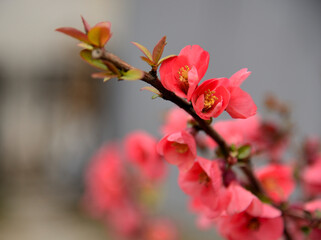 Obraz premium A tree branch blossoming in pink