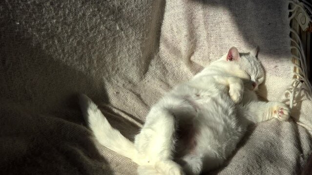 Wei&szlig;e Katze liegt vor hellem Hintergrund auf dem R&uuml;cken in der Sonne und r&auml;kelt sich im Schlaf