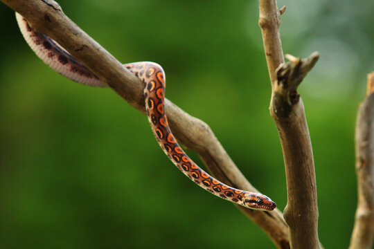 The Rainbow Boa (Epicrates cenchria cenchria) hanging from the branch.