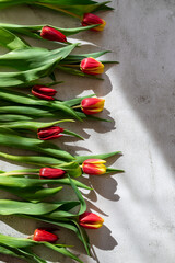 Easter or spring greeting card. Row of red and yellow red tulips in sunlight, copy space.