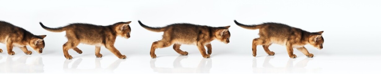 Concept studio shot of small cute abyssinian kitten Young beautiful purebred short haired kitty. Side view of a young cat walking Copy space isolated on a white background