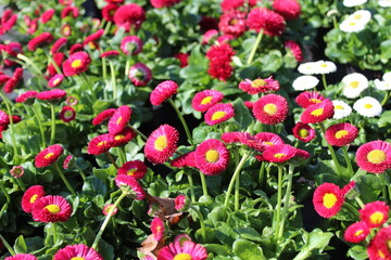 Gänseblümchen © Martina