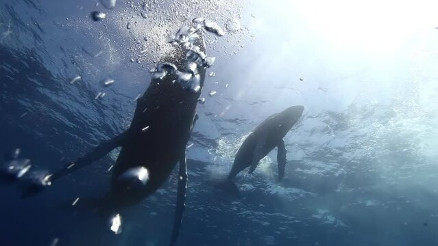 Close-up humpback whale mother and calf underwater in Pacific Ocean. Giant animals Megaptera Novaeangliae huge whales in pure transparent water in Tonga Polynesia