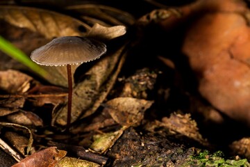 Cogumelo tipo guarda chuva de coloração escura no solo da Mata Atlântica brasileira, São Paulo,...