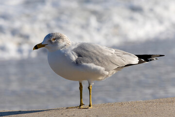 seagull on the beach, Carolina Beach, North Carolina.